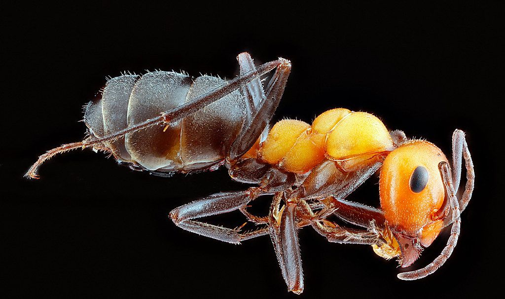 Ant Control service in Irvine, CA