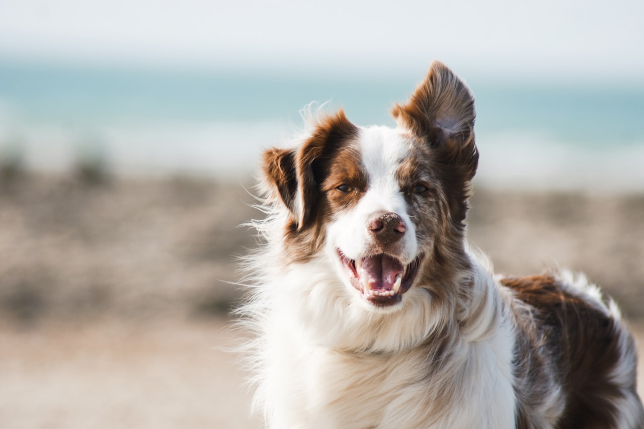 Flea & Tick Control service in Irvine, CA