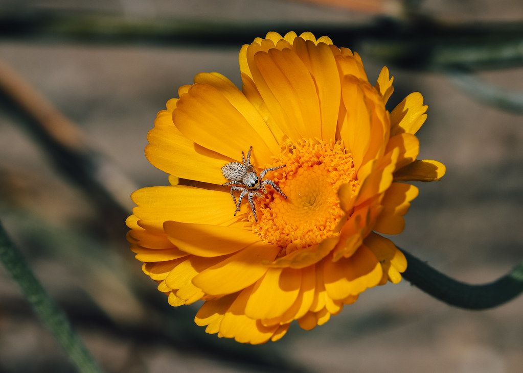 Spider Control service in Irvine, CA